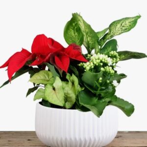 Christmas Elegance Planter