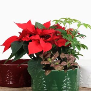 Christmas Mixed Planter