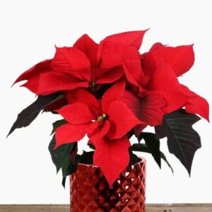 Christmas Poinsettia
