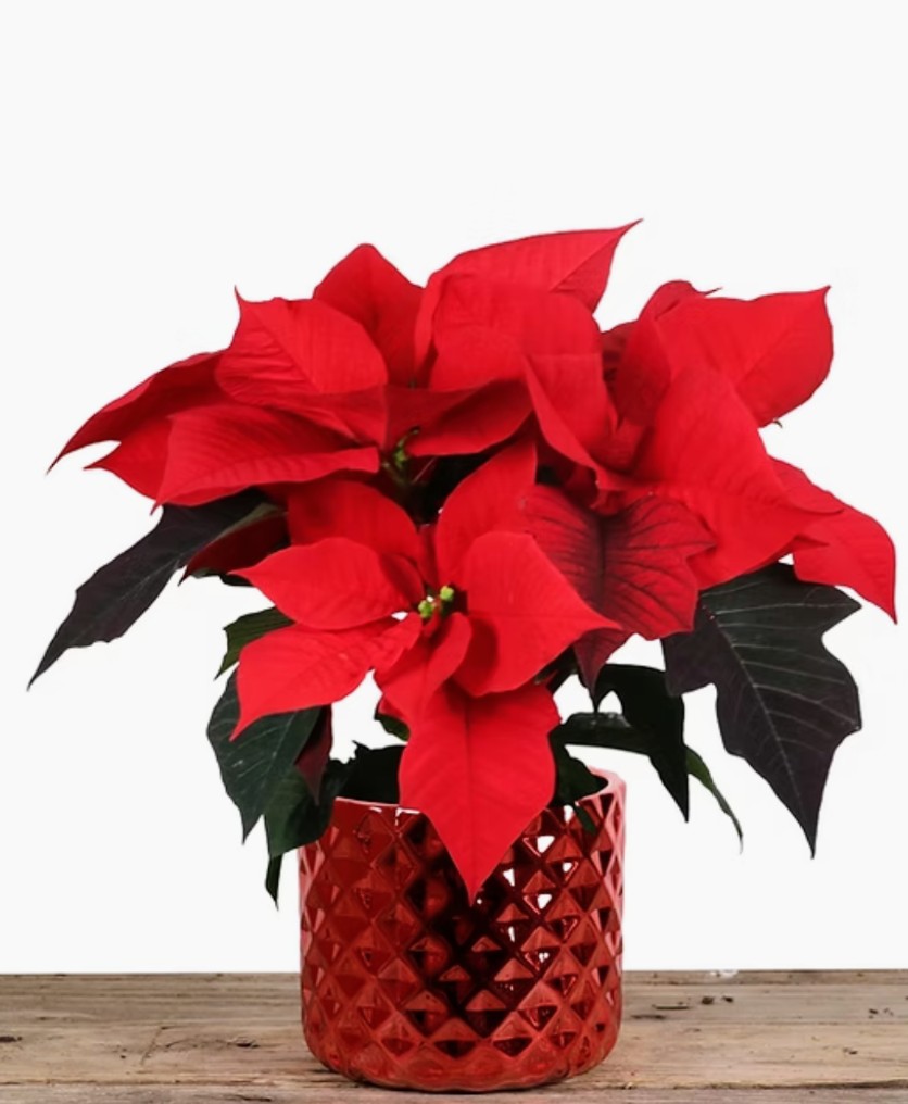 Christmas Poinsettia