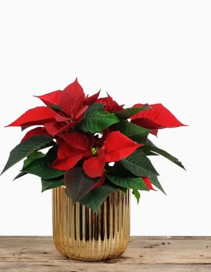 Christmas Poinsettia - Image 2