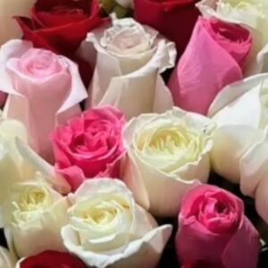 Dozen Long Stem Roses